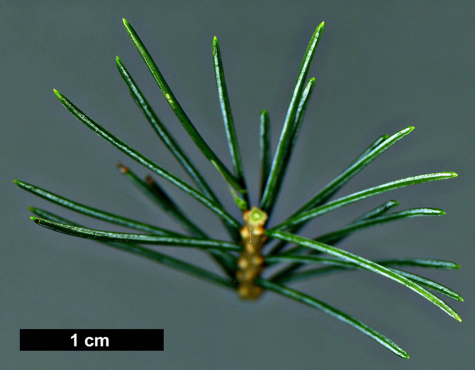 High resolution image: Family: Pinaceae - Genus: Picea - Taxon: alcoquiana - SpeciesSub: var. acicularis